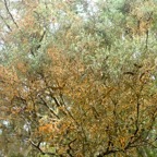 Trentepohlia ( Algues oranges ) sur Erica reunionensis (Branle vert ) 728.jpeg